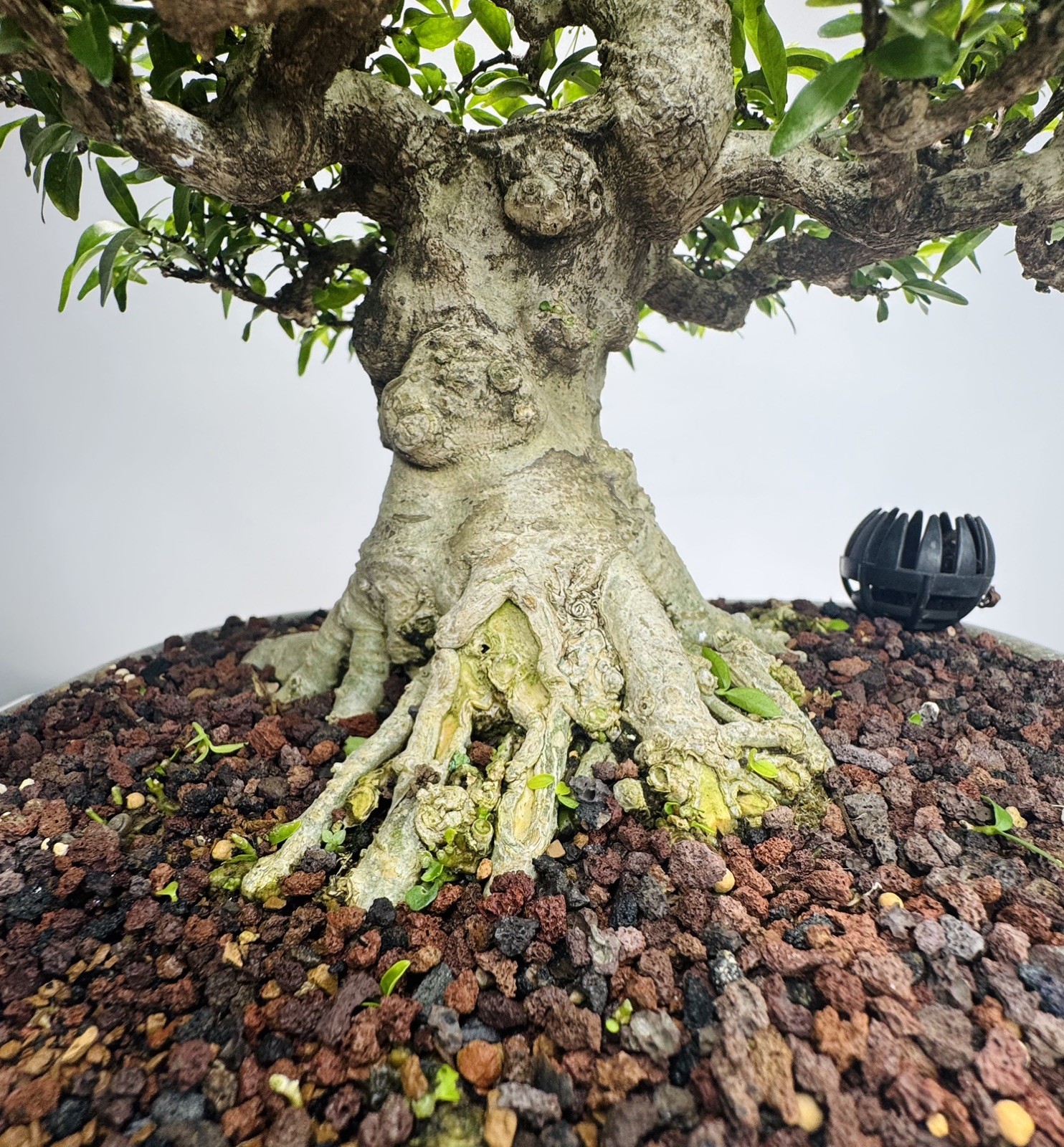 Water jasmine bonsai (M)