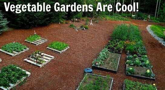 Vegetable Seed MEDIUM SURVIVAL Garden Collection 20 Types Heirloom NON-GMO