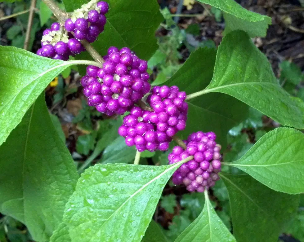 American Beautyberry – Trade 1 Gallon – 24 – 30″ Tall – Showy Purple Fruit