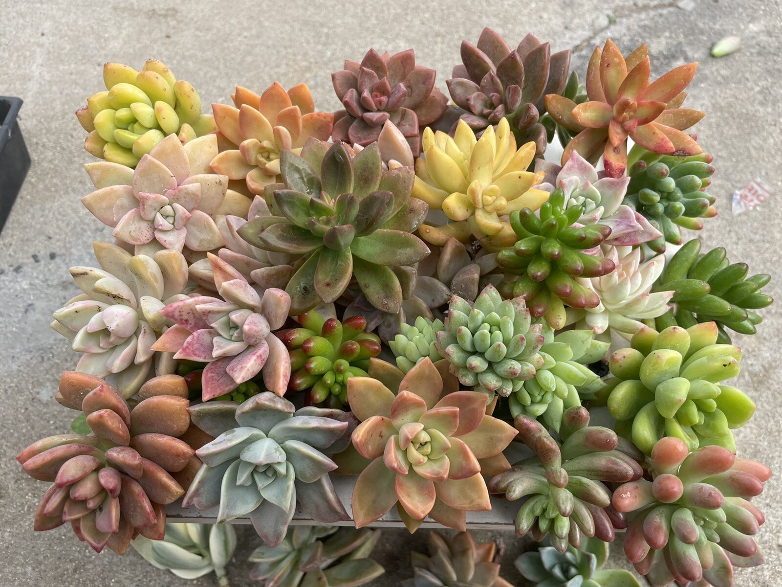 30 colorful cutting succulents (pink, Red,Yellow Orange, Burgundy, Pastel,green)