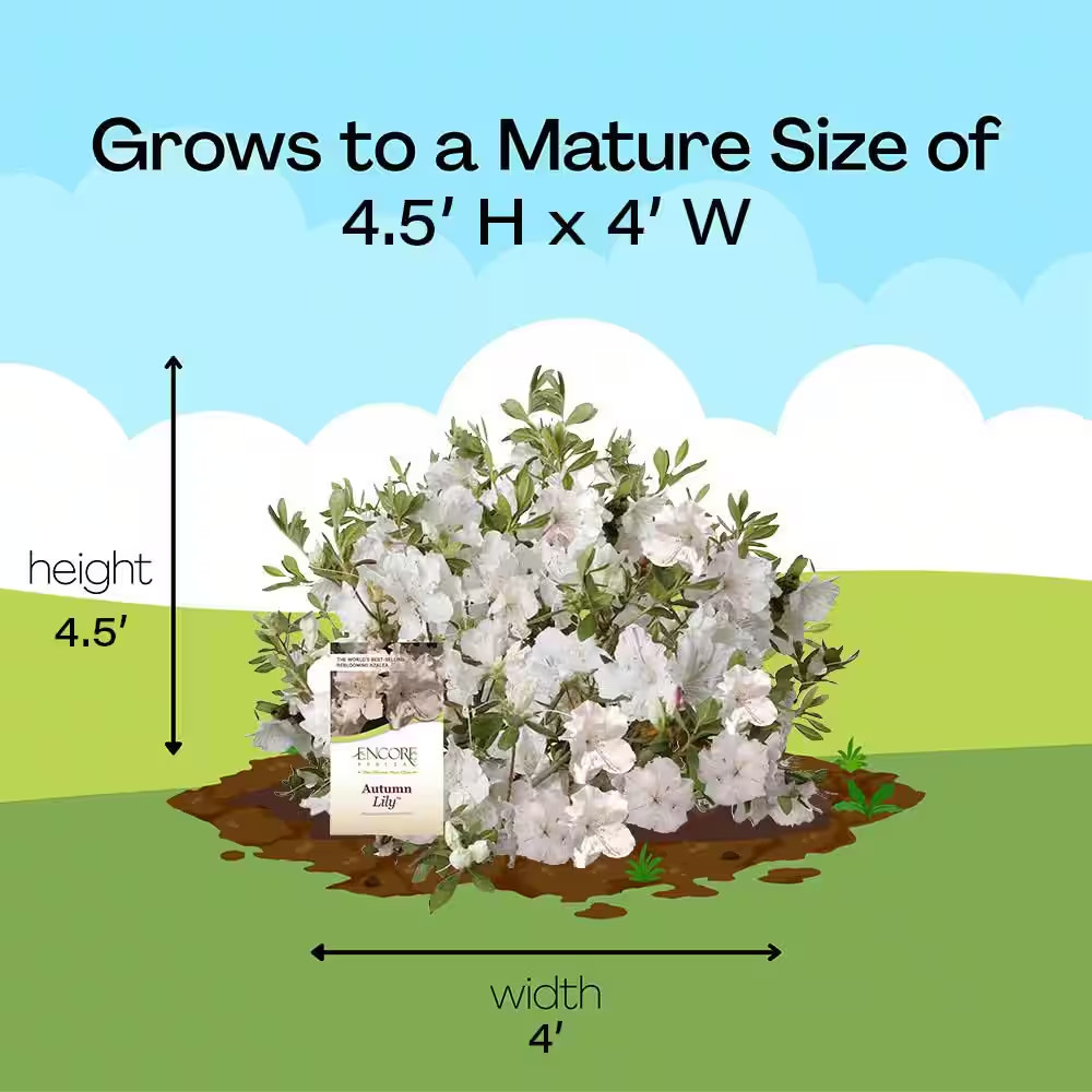 2 Gal. Autumn Lily Azalea Shrub with White Flowers in Decorative Container