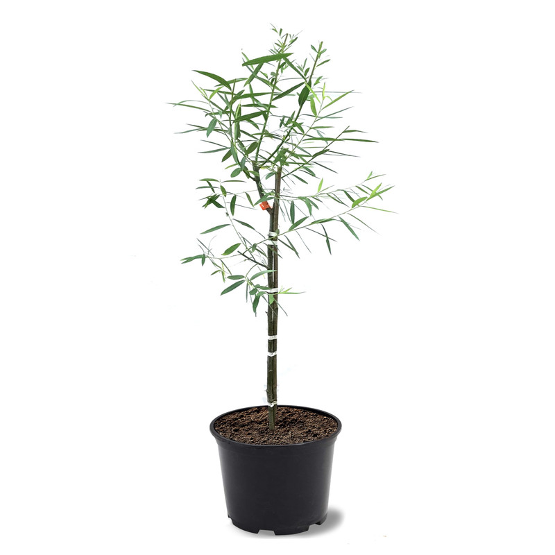 American Plant Exchange Weeping Willow Tree 1 Gallon Pot 1-2Ft Tall Live