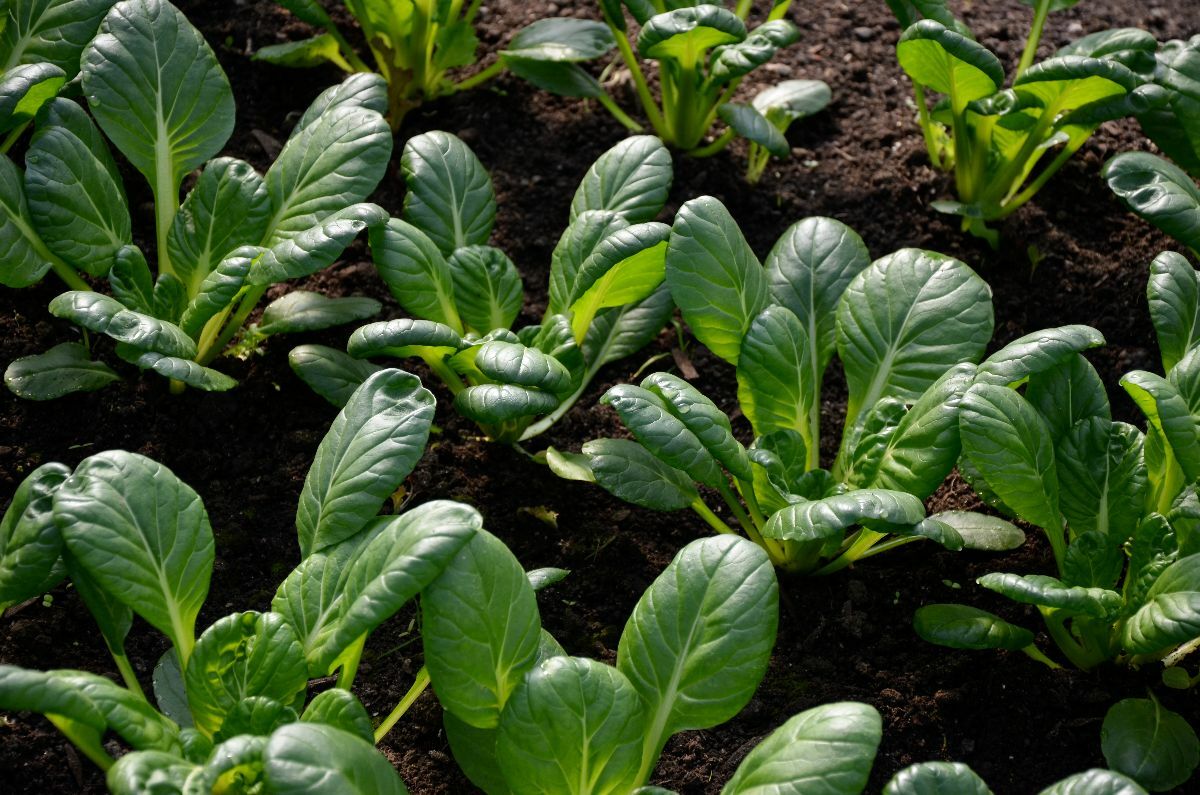 300+ Seeds Tatsoi Tah Tsai Spoon mustard Spinach mustard Rosette bok choy USA