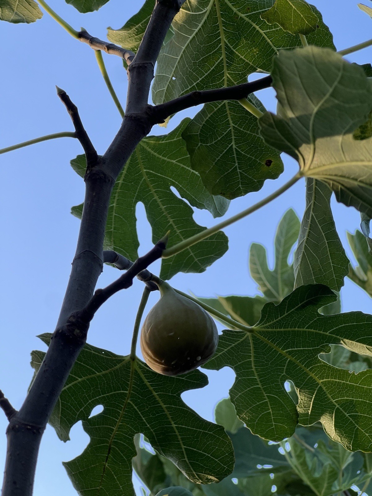 The God Father Fig Tree 🌲