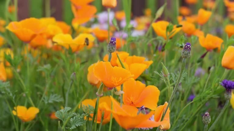 300 ORANGE CALIFORNIA POPPY SEEDS | SALE FREE SHIPPING NON GMO HEIRLOOM