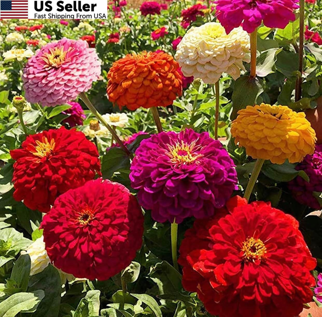 1200+ Crazy Blend Zinnia Seeds for Planting, Heat & Drought Mixed Color