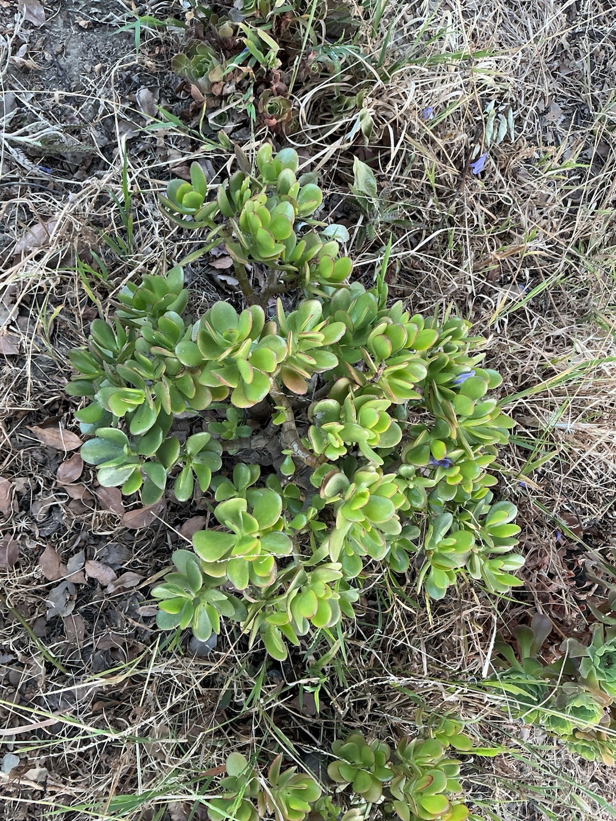 Healthy lush green Crassula Ovata Jade Plant cluster, Rooted 18” tall with roots