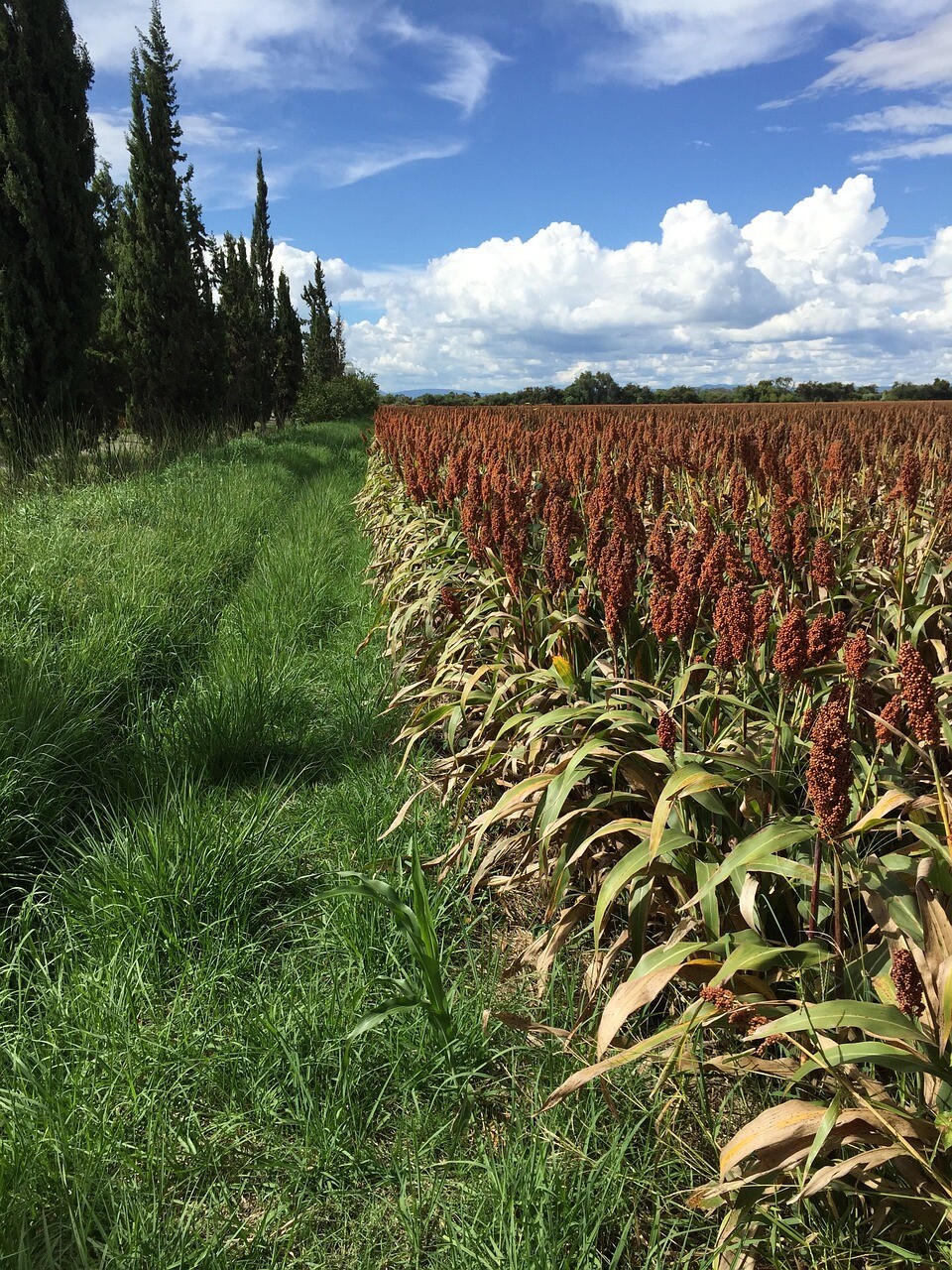 WGF Sorghum Seeds for Planting – High Yield, Drought Tolerant, Wildlife Forage