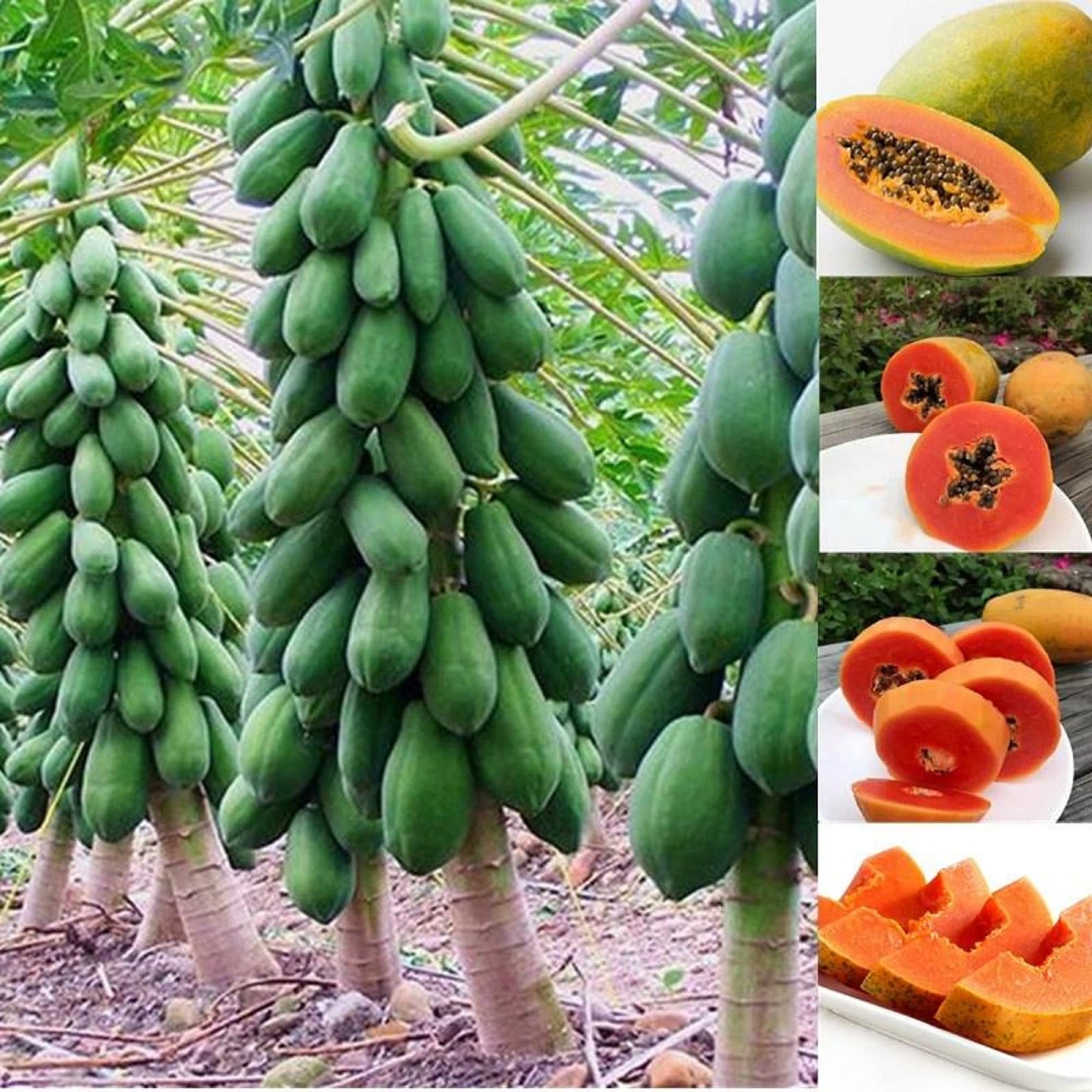 Dwarf Papaya 20 Seeds Sweet Fruit Tree Gardening Grows in Just Weeks Low-Main…