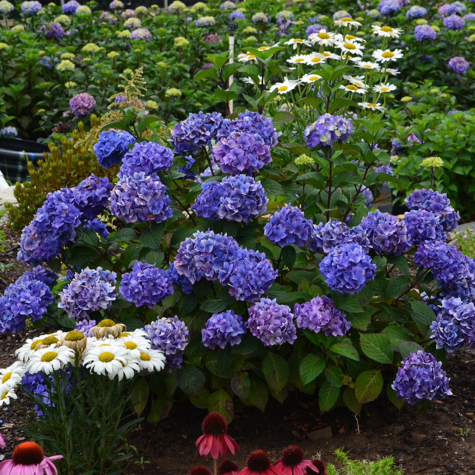Endless Summer Bloomstruck Reblooming Hydrangea Live Shrub in 1-Gallon Grower Po