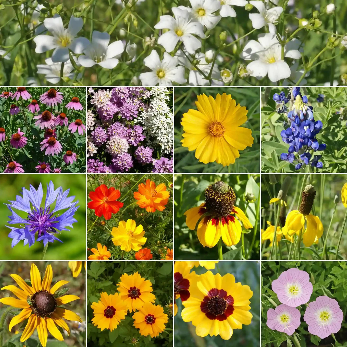 300 Texas & Oklahoma Wildflower Mix 24 Varieties Annual & Perennial NON GMO