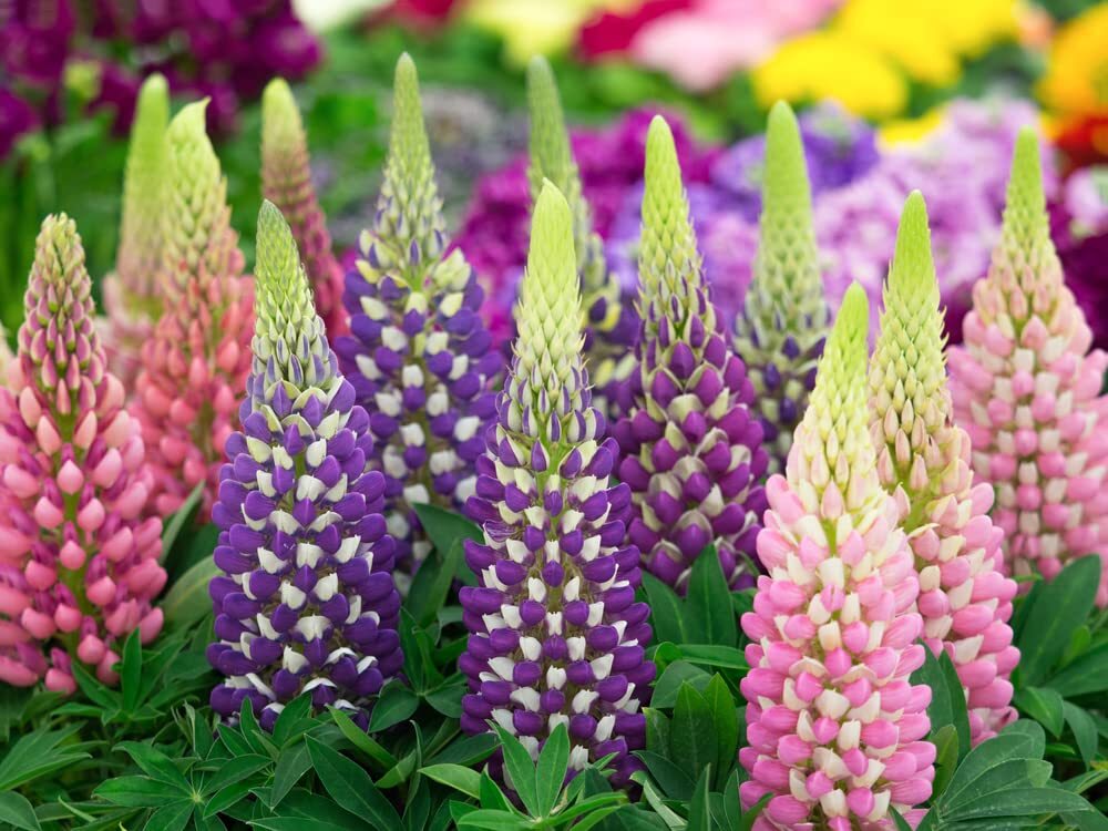 Russell Lupine Mixed Seeds – Colorful Perennial Wildflowers