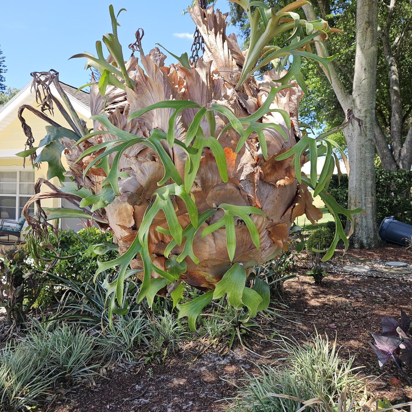 STAGHORN FERN, LARGE PLANT. OVER 20 YEARS OLD, LOCAL PICKUP ONLY.