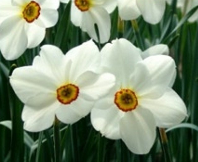 15 DAFFODIL BULBS ACTAEA ( POETICUS ) Narcissus Jonquils FromMyGarden*PlsREAD