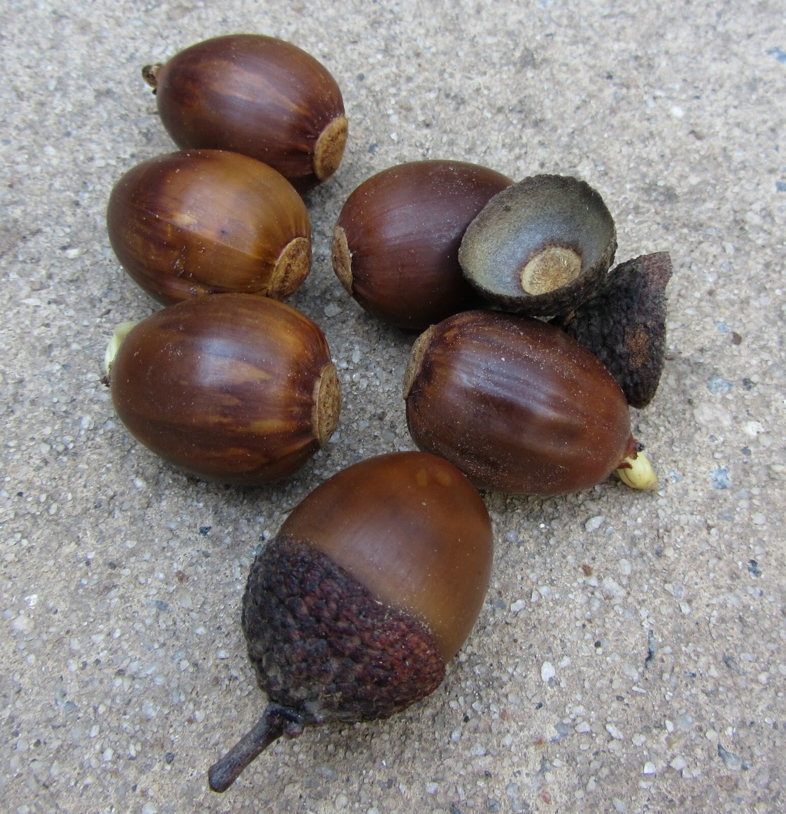 50 Acorn Seeds of Chestnut Oak Trees T82.7