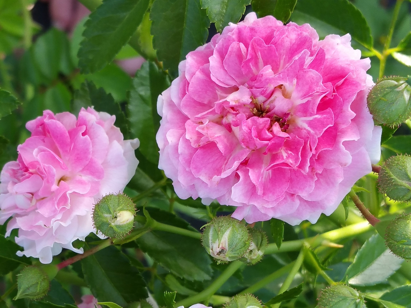SEVEN SISTERS Old Garden Heirloom Climbing Rambler Rose Bush Plant Double Pink