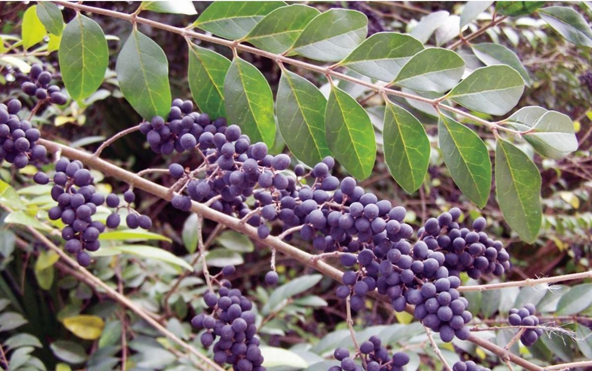 4x small tree bush Weeping heavenly fragrant white flower upto 15′ semievergreen