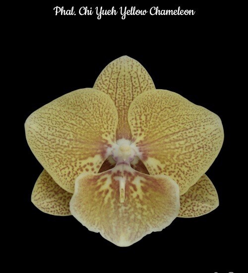 Phal. Chi Yueh Yellow Chameleon, Mature Size, FREE Shipping