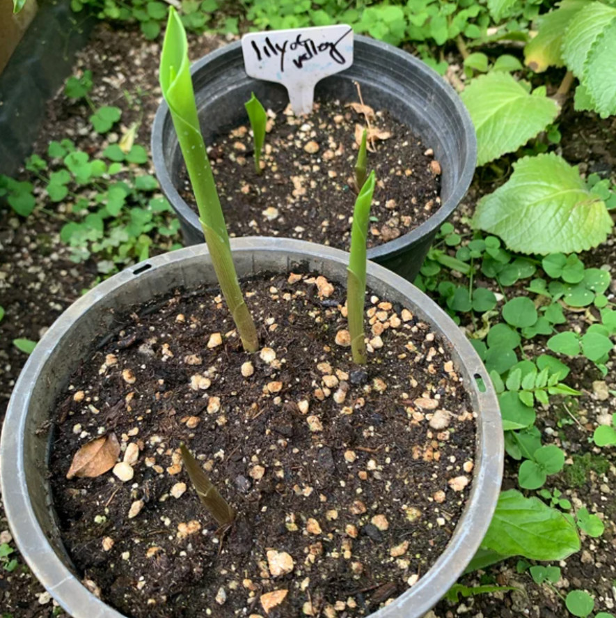 Lily of the Valley – 5 Fresh Roots – Ready for Planting – No Shipping AK, HI, PR
