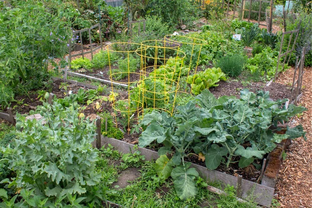 Romanesco Broccoli ORGANIC NON-GMO open pollinated garden planting!