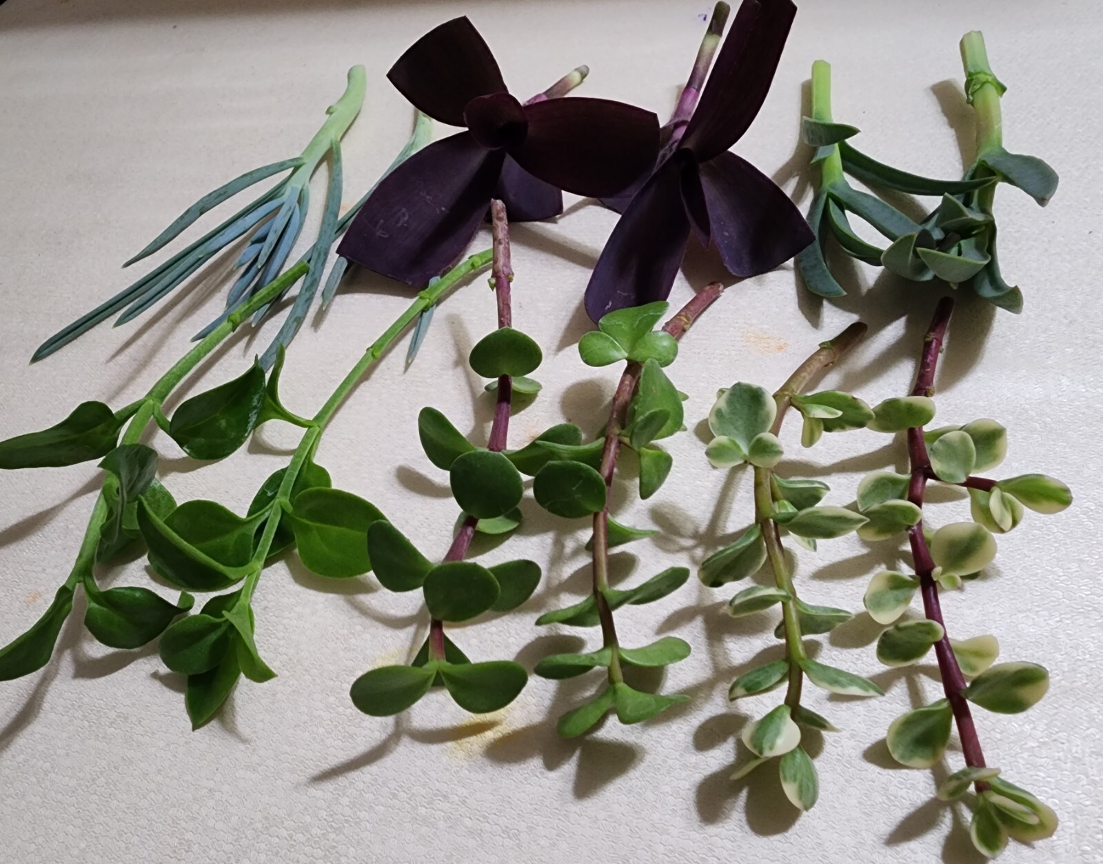 12 Piece Assorted Lot Of Live Plants (6 Kinds x 2 of Each)for Rooting