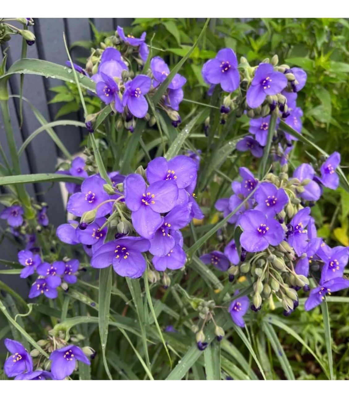 Spiderwort (Tradescantia virginiana) | Bare-root