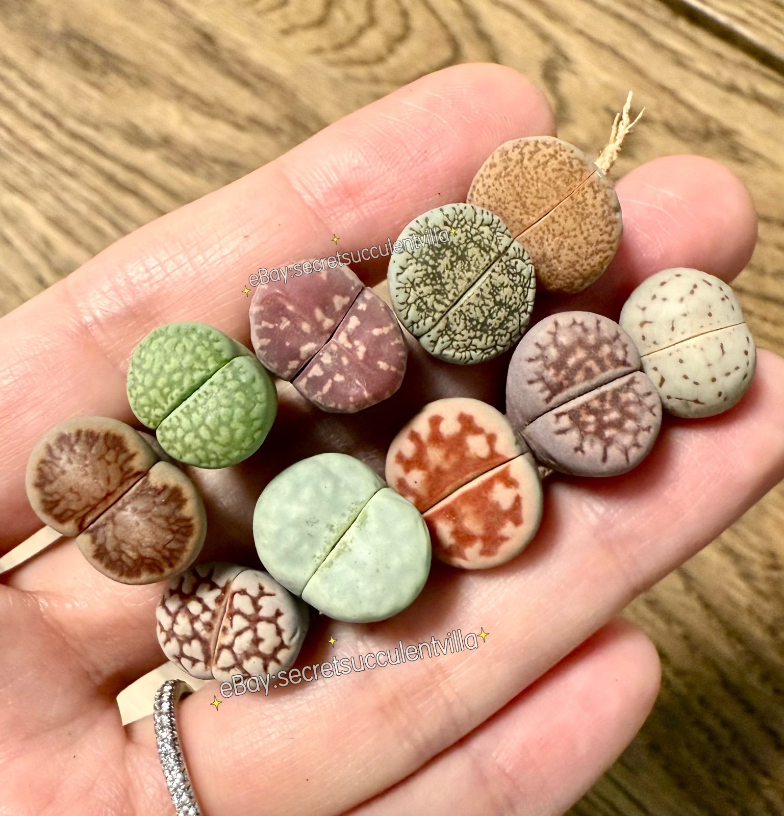 10 Assorted 0.5″ Lithops (Living Stones) — 2-Year-Old Healthy Succulent Mix