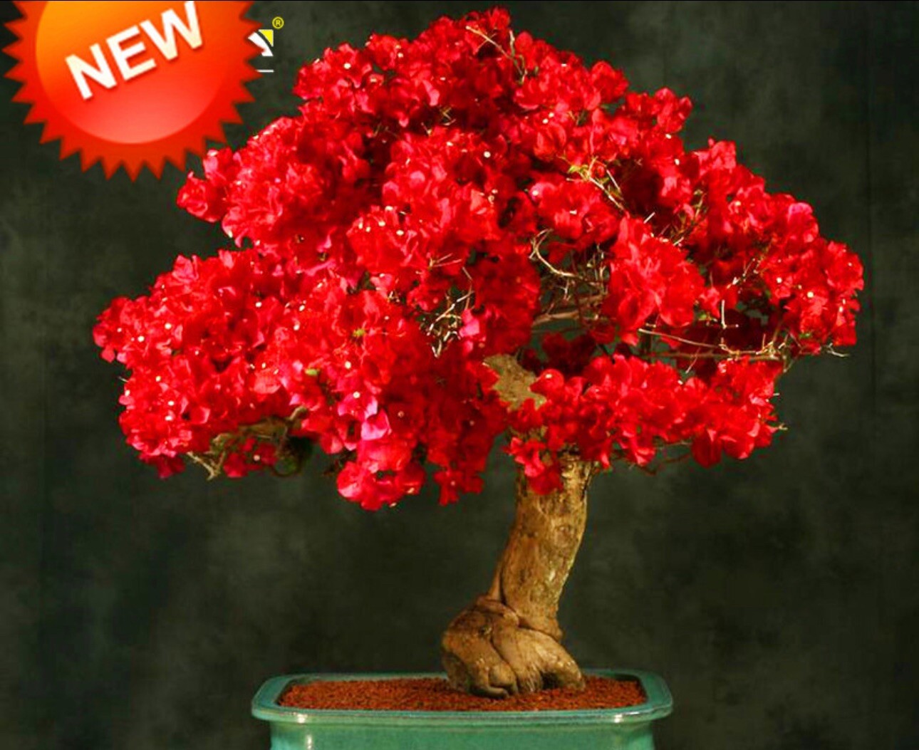 Spectabilis Red Bougainvillea**Small Well Rooted Starter Plant~~VERY RARE & HTF