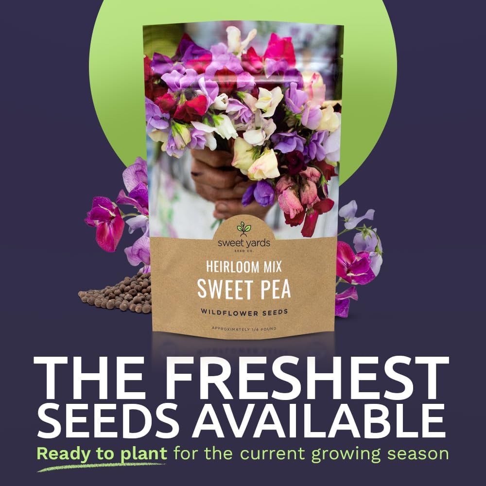 Sweet Pea Seeds Heirloom Mix – Bulk 1/4 Pound Bag – Over 1400 – Large Fragrant