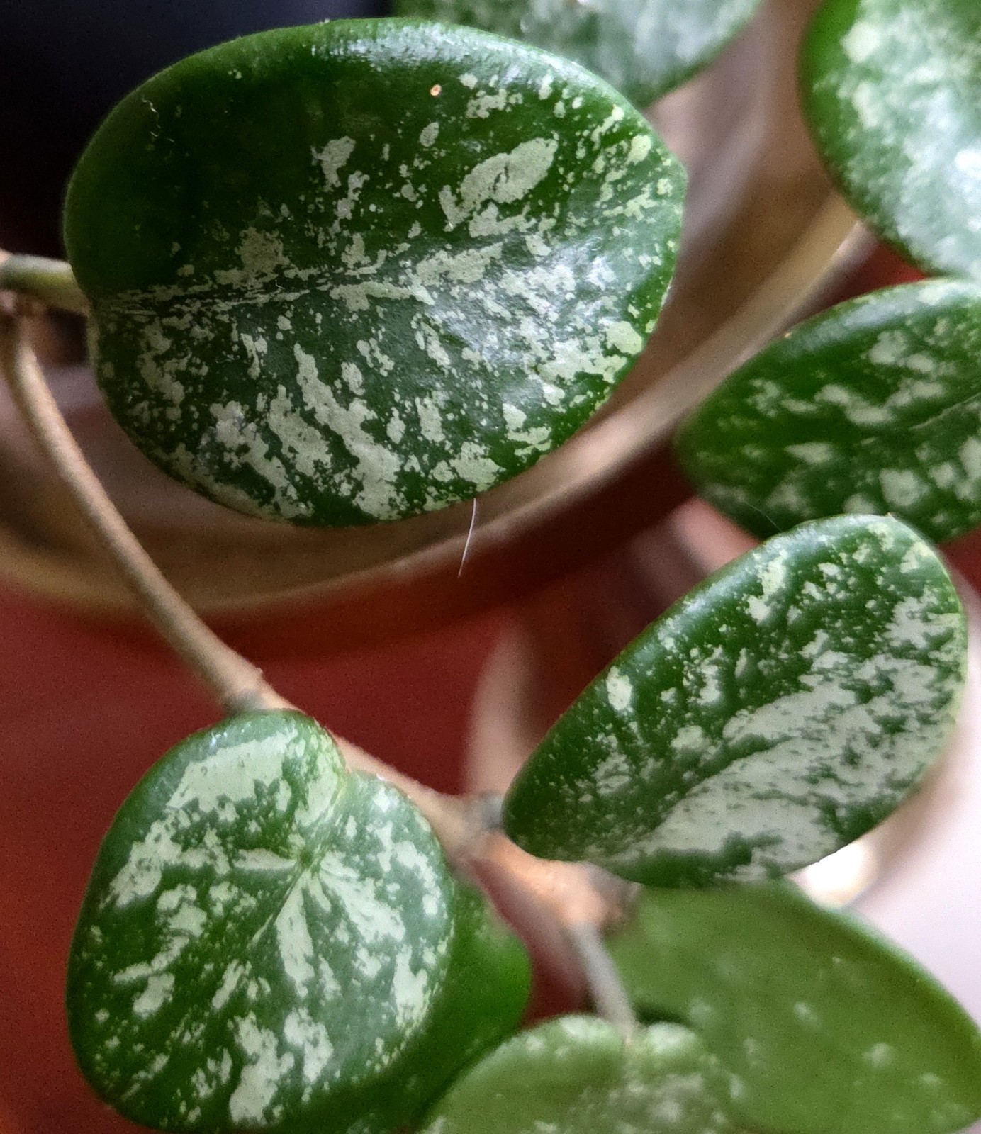 RARE Hoya Splashy Carnosa X Serpens 11″ Long No Monstera Philodendron Anthurium