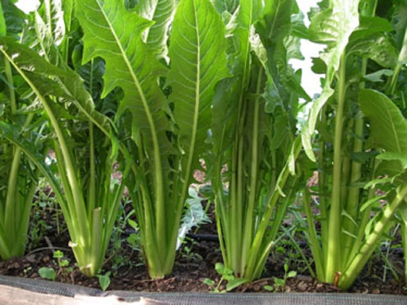 Italian Dandelion ‘Catalogna Chicory’ non-GMO Heirloom seeds 50ct