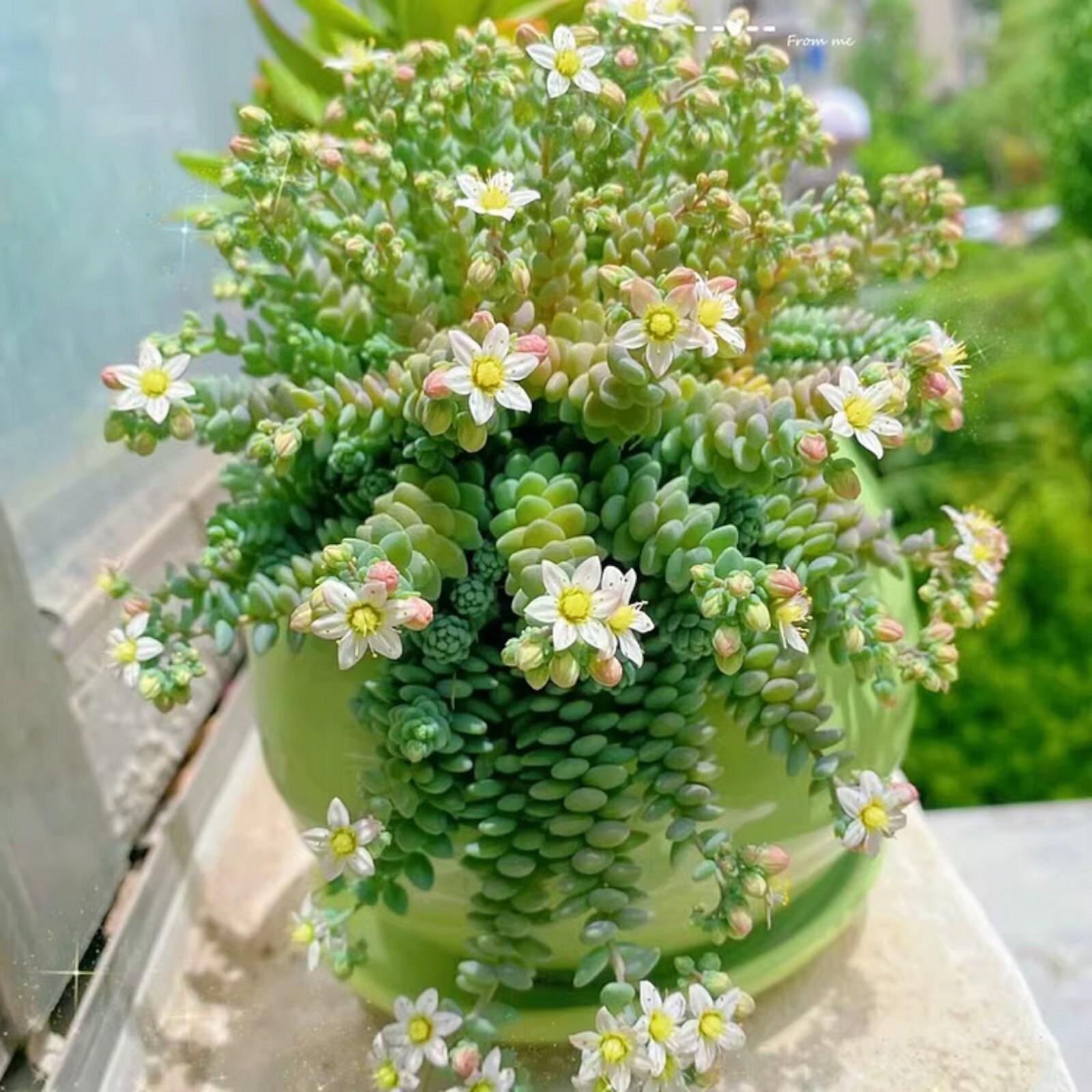 200 pcs Rare High-End Succulent Seeds – Sedum Dasyphyllum ‘Major’