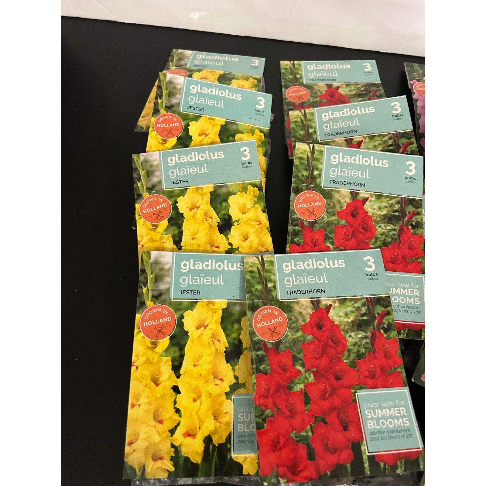 Flower Bulbs x 12 Summer Bulk Gladiolus Jester Traderhorn Pink Supreme Holland