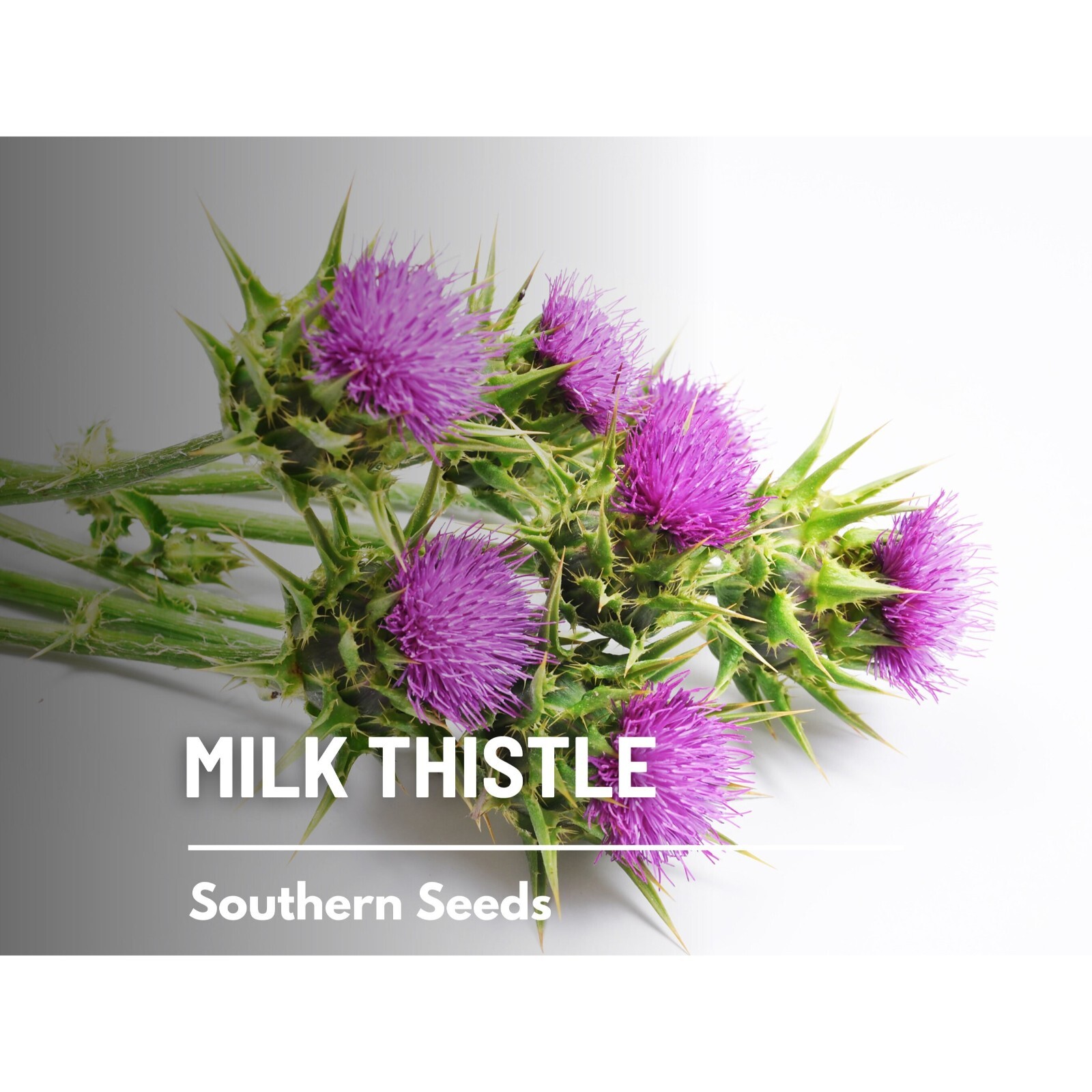 Milk Thistle (Blessed Thistle) – 20 Seeds – Heirloom Medicinal & Culinary Herb,