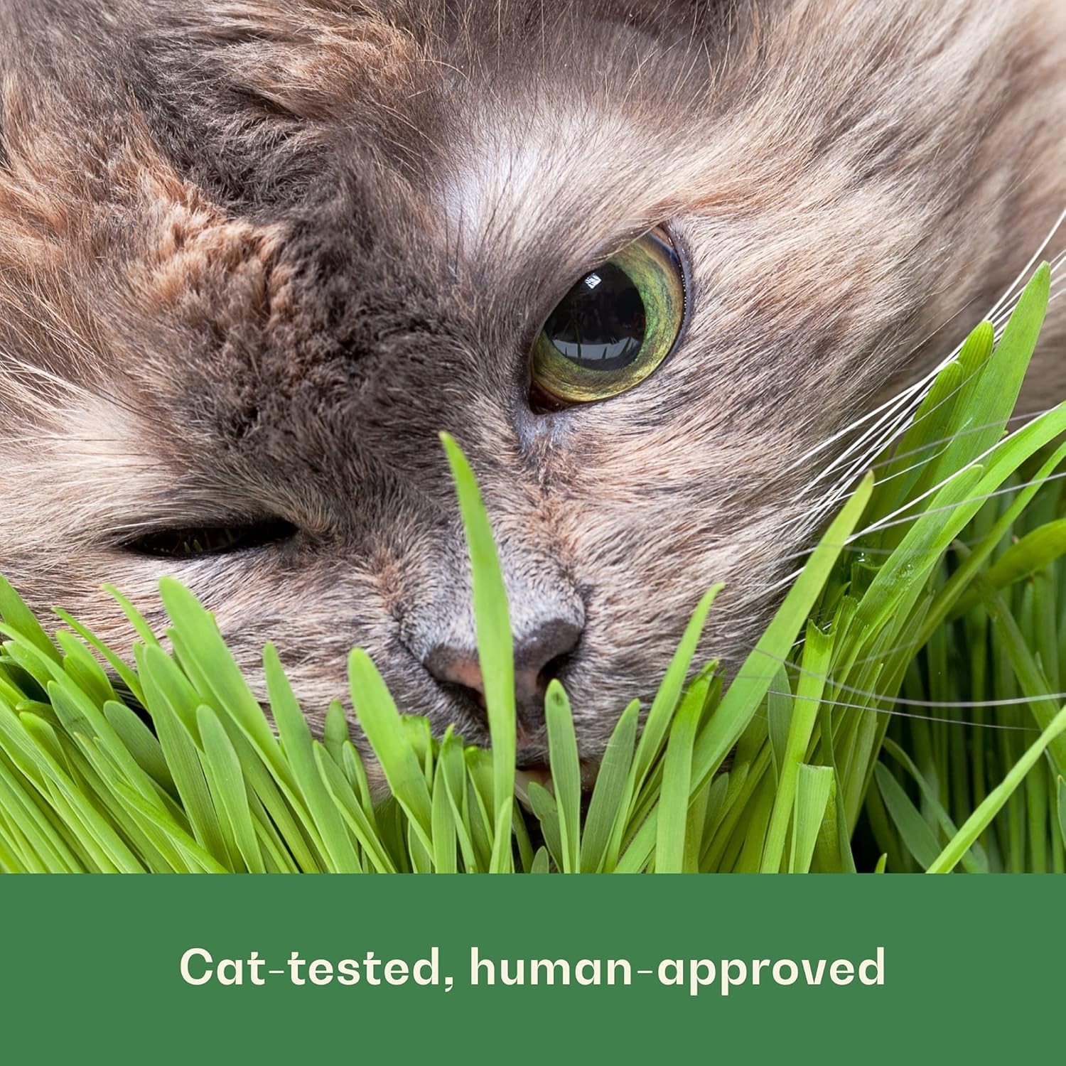 Healthy Wheat Grass Seeds for Pets & People – 16 Oz