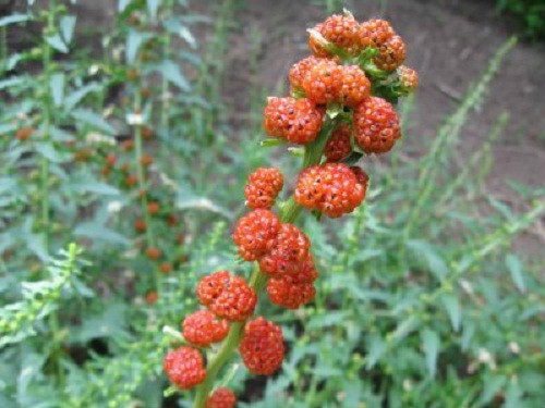 Strawberry Spinach Seeds! *HEIRLOOM* SEEDS OF LIFE