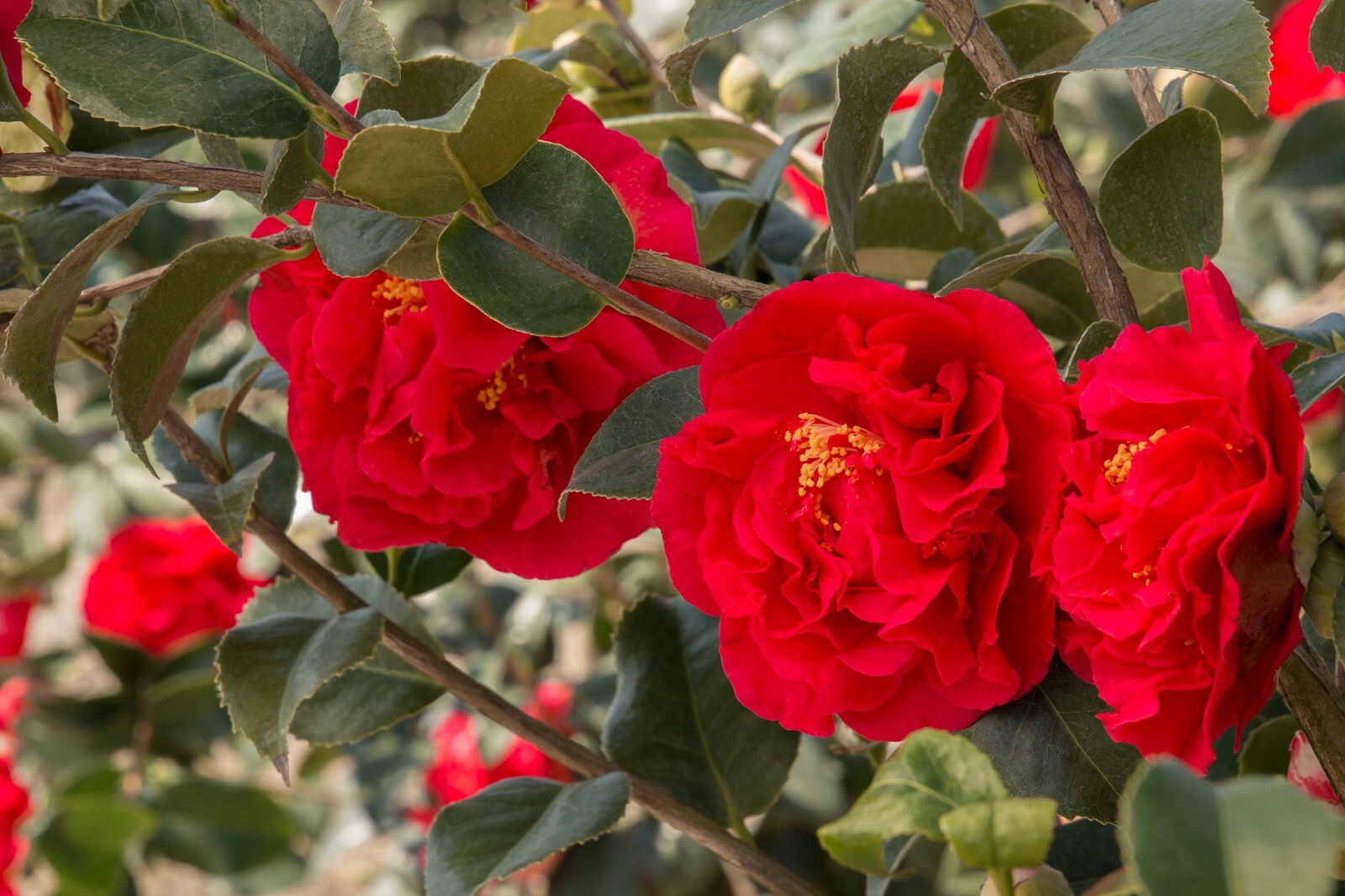 **KRAMER’S SUPREME**Camellia Japonica–Live STARTER Plant–DEEP CRIMSON RED!!!