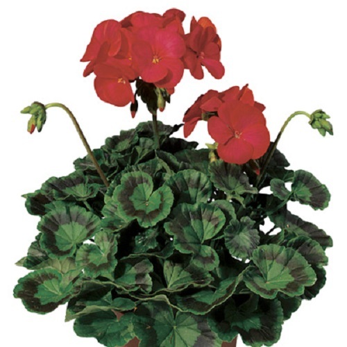MPB#3 Geranium Zonal Ringo 2000 Deep Red 15 Geranium Seeds
