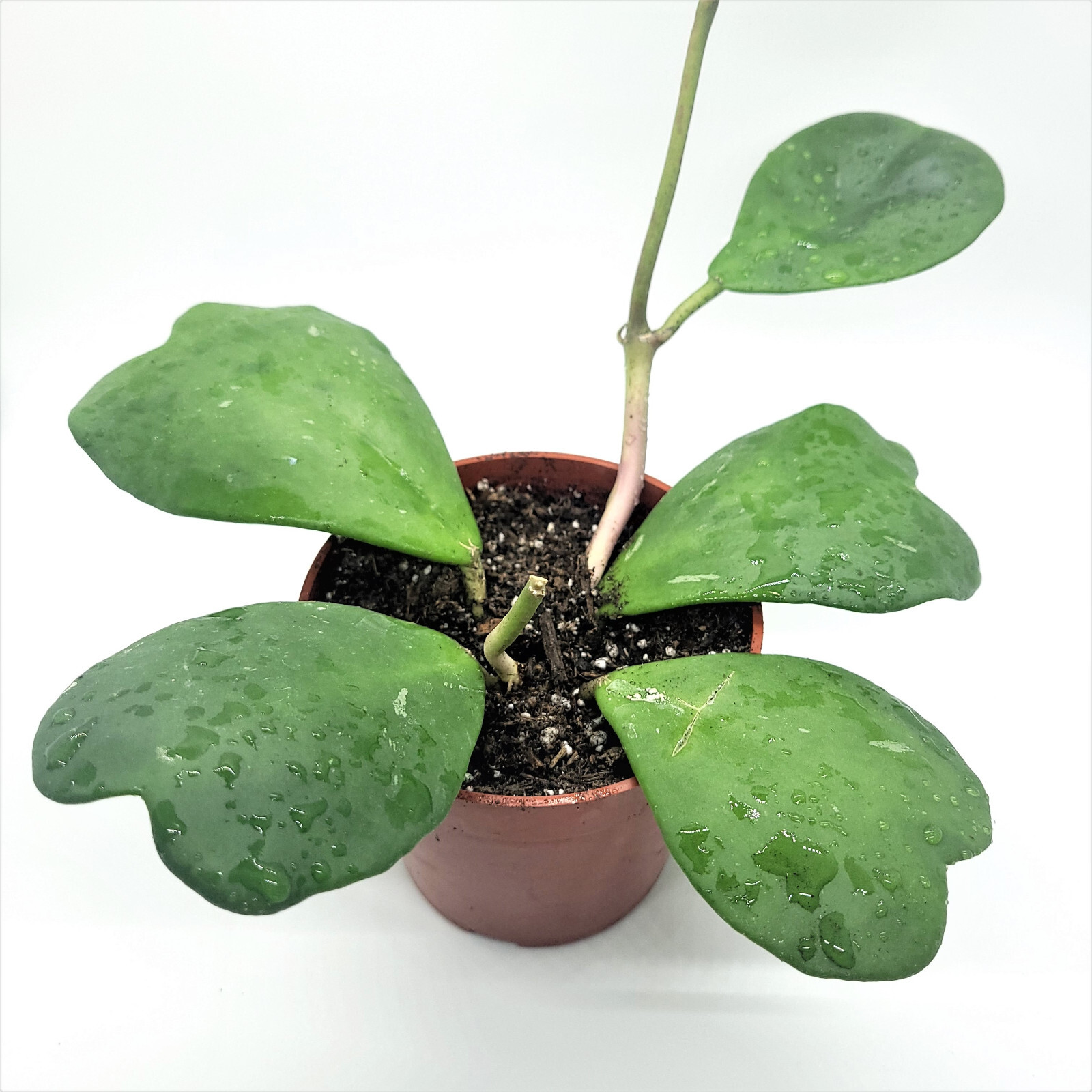 Hoya Kerri Wax Plant 4″ Pot 3 to 4 leaves with soil – Ships from California