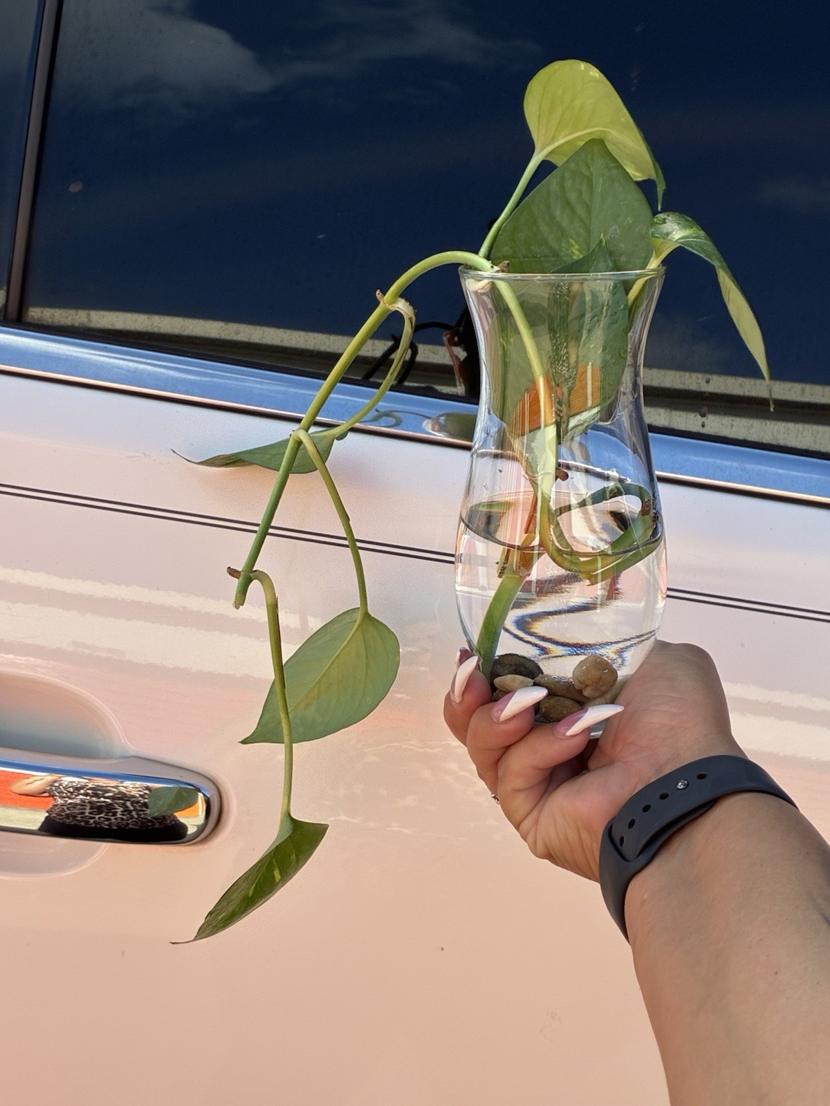 Pothos Broadleaf Cutting in Glass Vase with Water and Pebbles, Indoor Houseplant