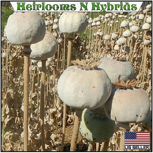 10,000 Authentic Untreated Imported Hungarian Papever Somniferum Poppy Seeds