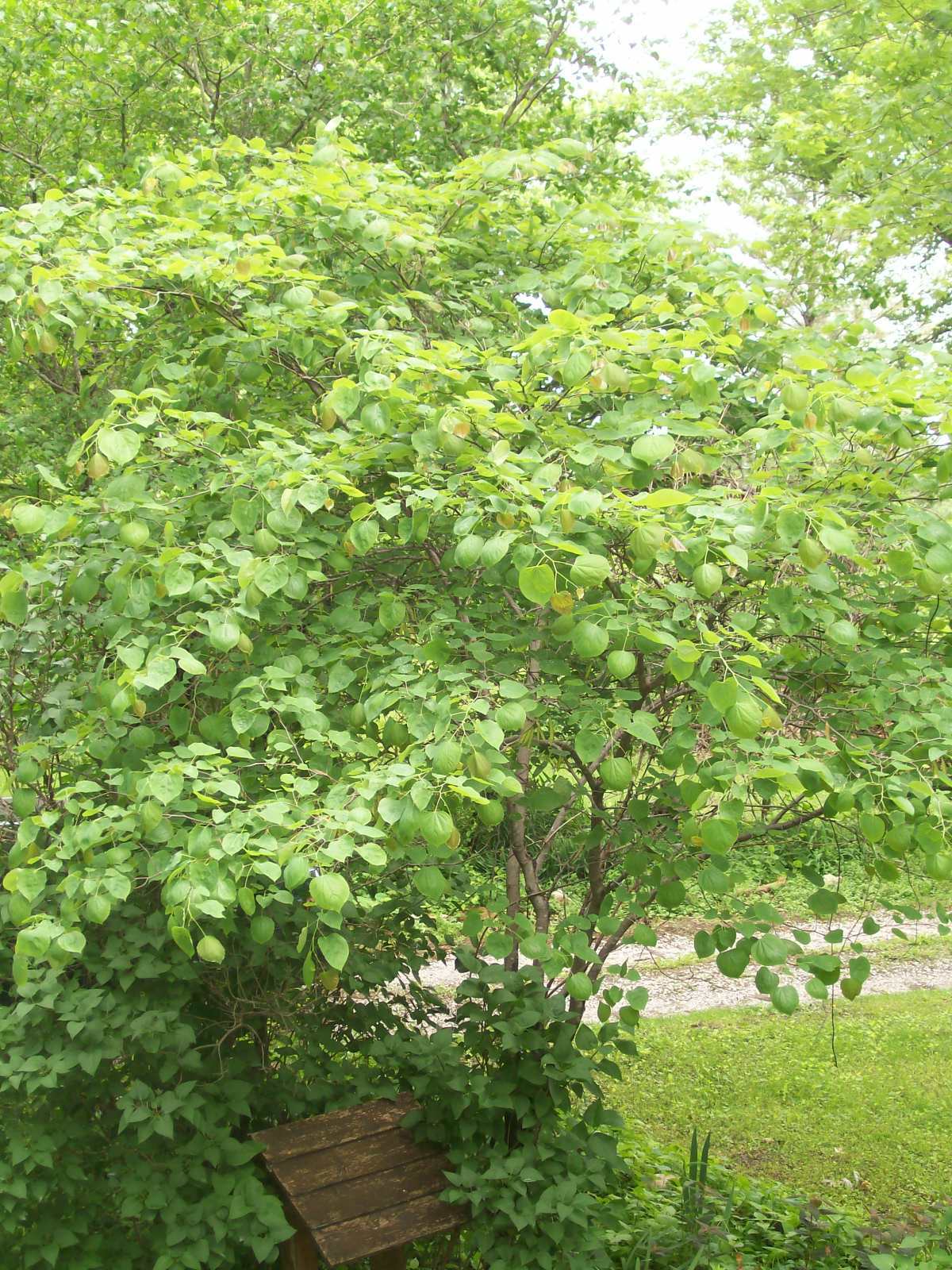 REDBUD TREE 3 YEAR OLDS 1 PLANT 28+ INCHES SET OF 2