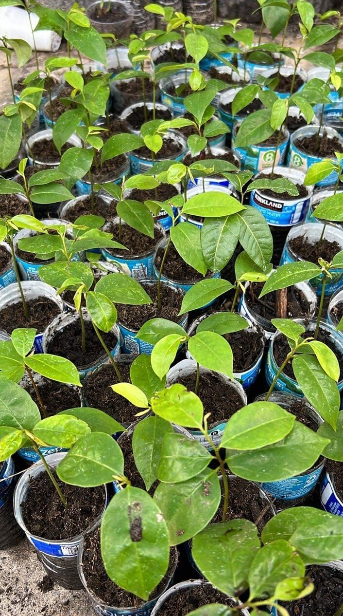 Annona Muricata Graviola Soursop Guanabana Potted Starter PLANT Tropical Tree 5”