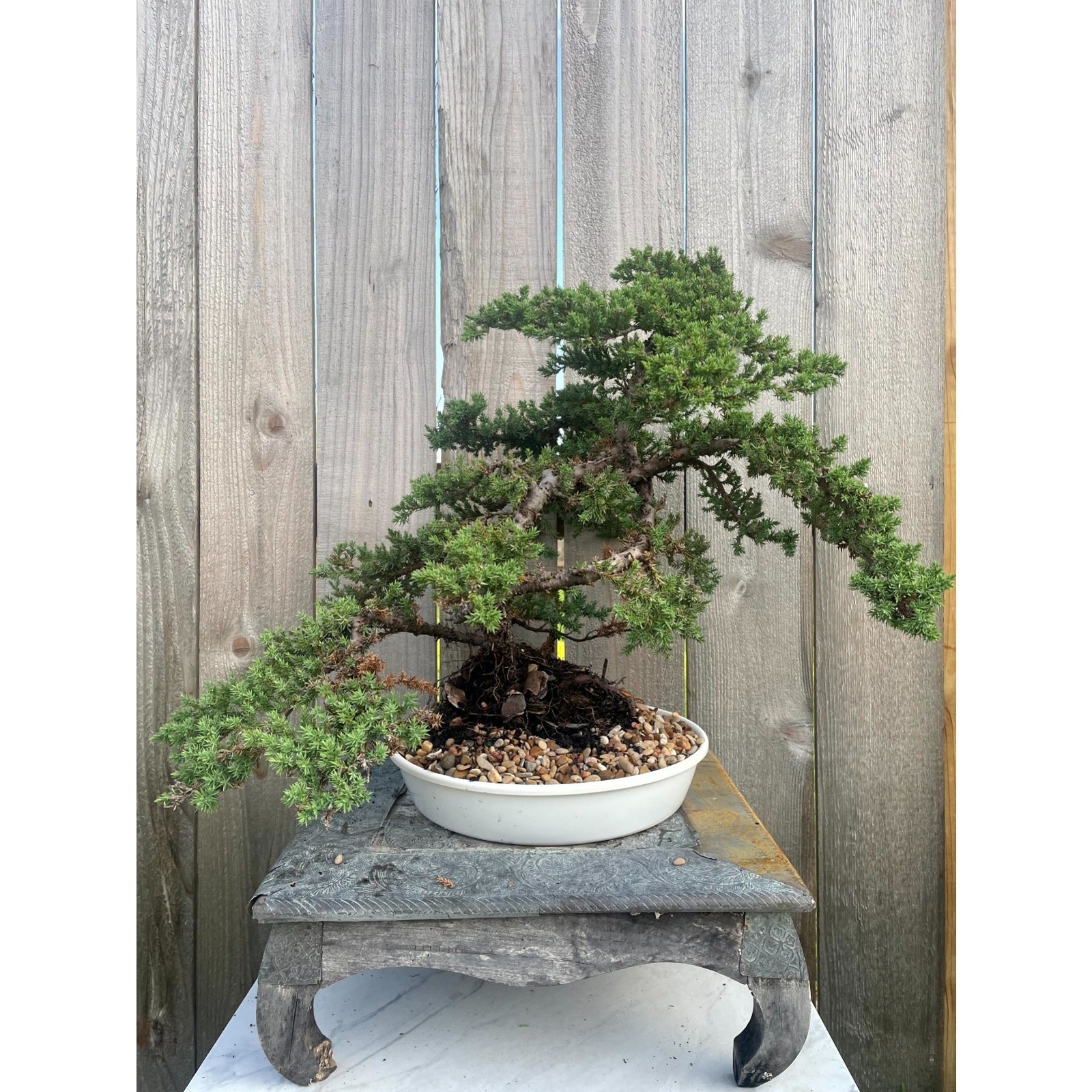 AWESOME! FATHER’S DAY GIFT – Procumbens Nana Juniper Bonsai, 16 YR, Strong Trunk