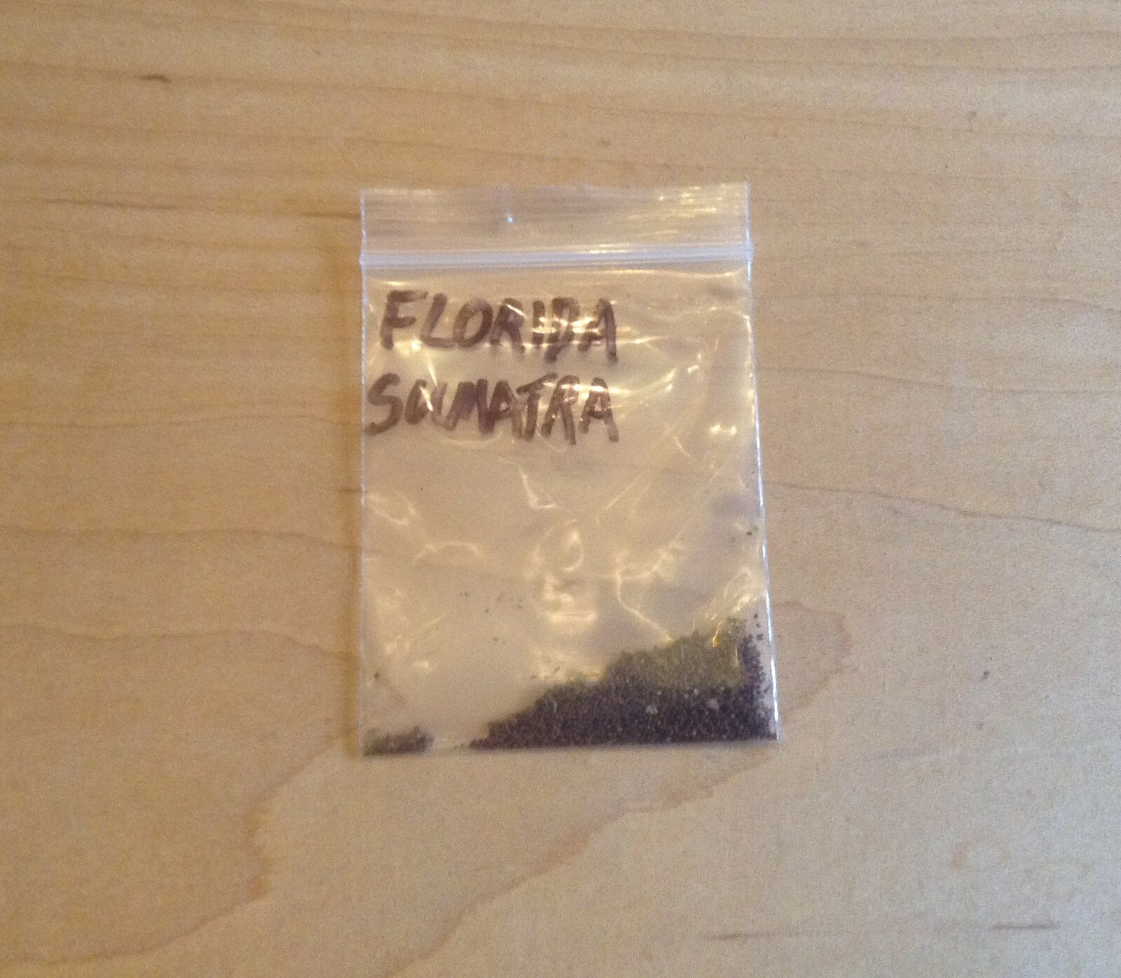 Florida Sumatra Tobacco Seeds (1000+ per packet)