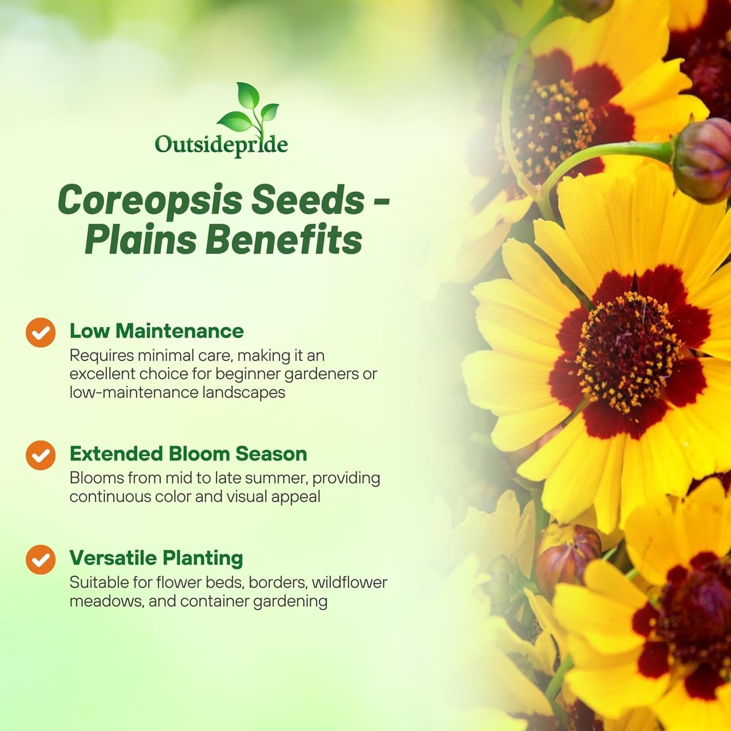5 LBS Plains Coreopsis Drought Tolerant Xeriscape Wild Flower Seeds