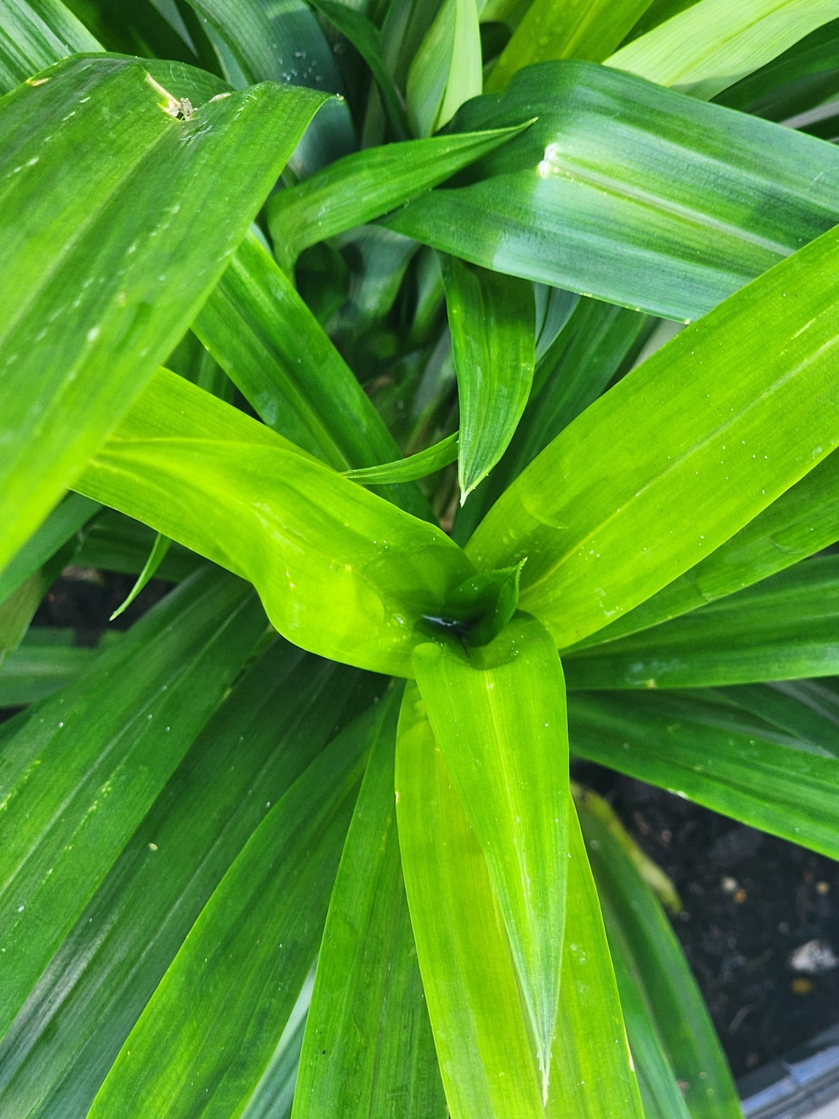 1 Live Pandan Leaf tree With Roots 15-17 Inches (lá Dứa – Planta de Pandan).