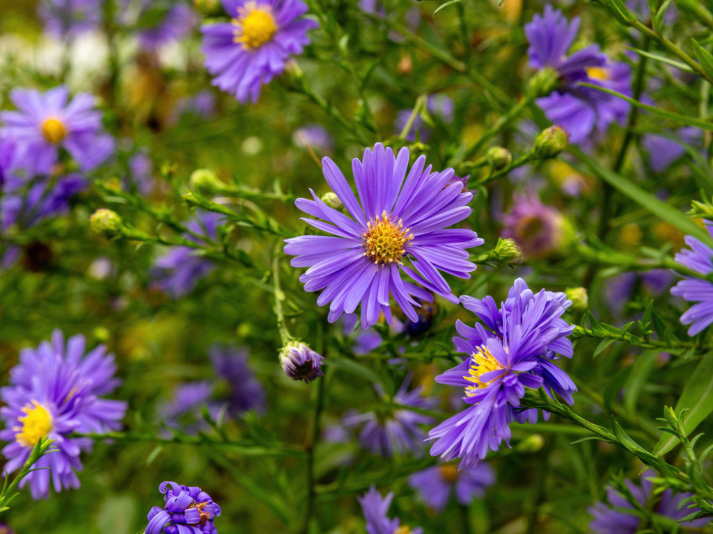 New England Aster Seeds – 500 seeds – Adored by bees, butterflies & birds