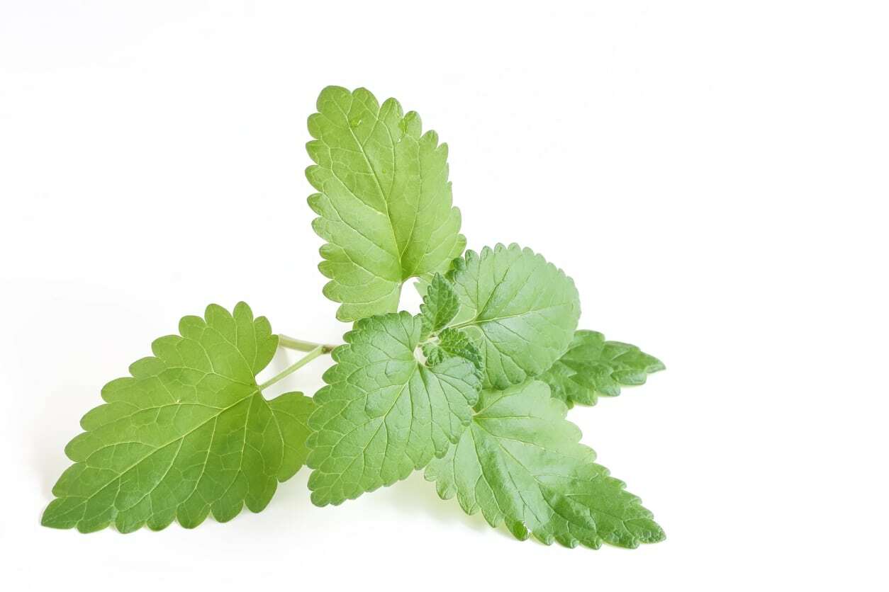 250+ Catnip Seed, Heirloom NON-GMO Fresh Seeds for Your Garden and Fur Babies