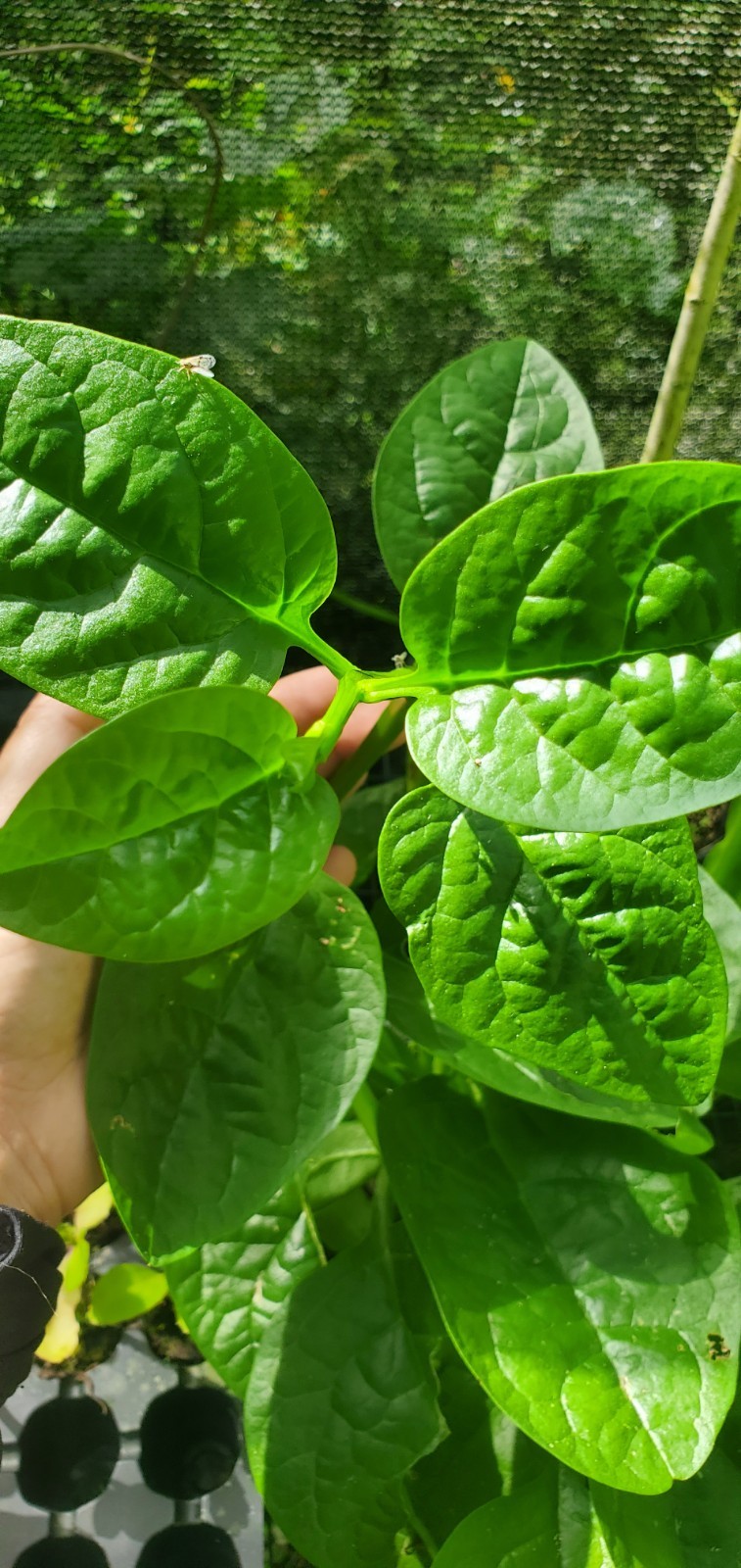 x2 Malabar Spinach- Basella Alba- Starter Plugs Organic From Seeds- Climbing